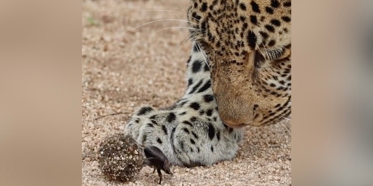 Leopard’s Curiosity Leads To Unexpected Encounter With Tiny Dung Beetle