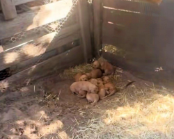 Loyal Mama Dog Guides Rescuer To Hidden Litter Of Golden Retriever Puppies