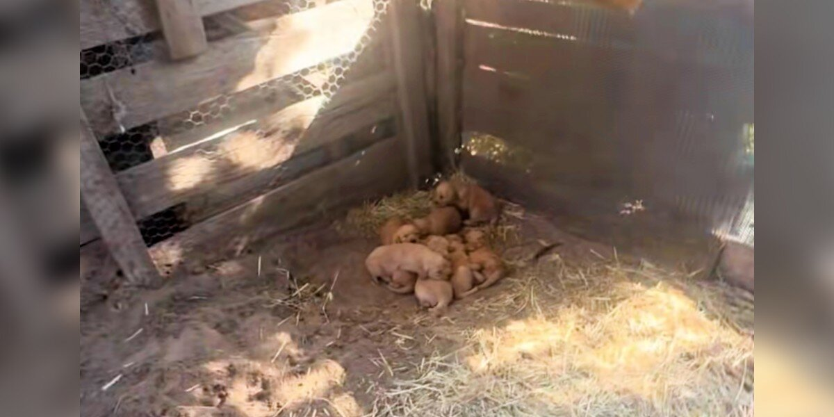 Loyal Mama Dog Guides Rescuer To Hidden Litter Of Golden Retriever Puppies