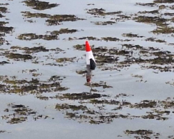 Orphaned Seal Pup Clings To Traffic Cone, Believing It’s Her Mom