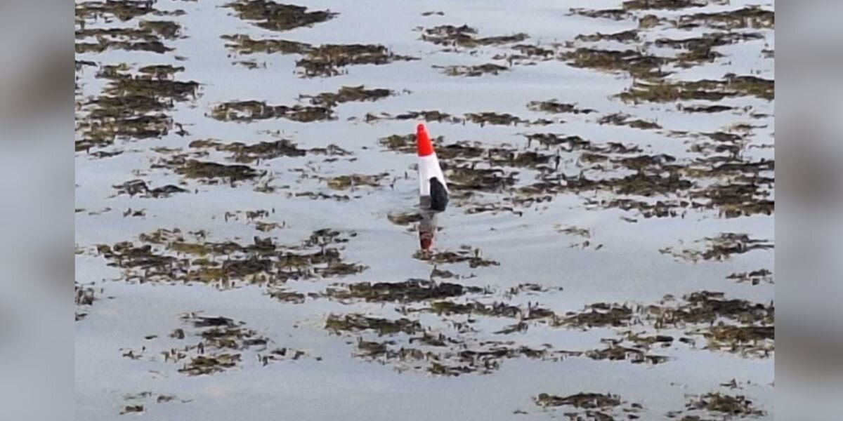 Orphaned Seal Pup Clings To Traffic Cone, Believing It’s Her Mom
