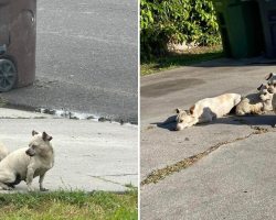 Abandoned Trio Of Tiny Dogs Refuse To Leave Each Other’s Side While Waiting To Be Saved