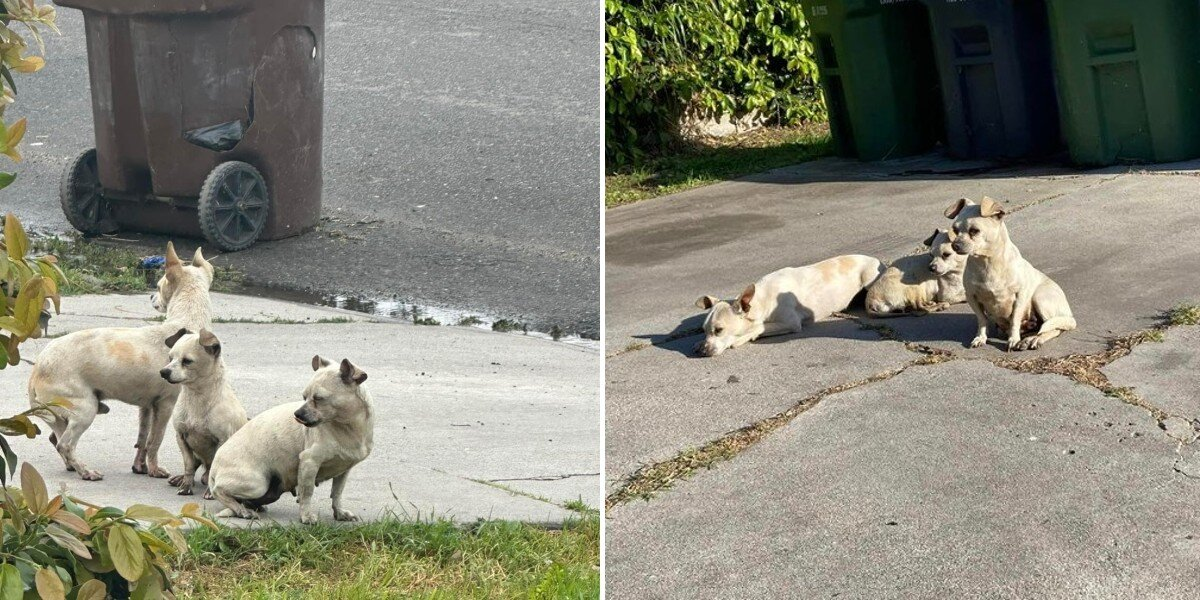 Abandoned Trio Of Tiny Dogs Refuse To Leave Each Other’s Side While Waiting To Be Saved