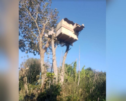 Nest Camera Meant For Owls Catches A Very Different Family Moving In