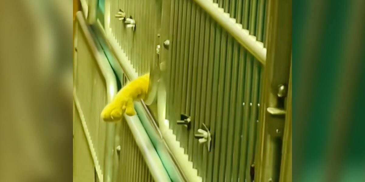 Lonely Shelter Cat Stretches Out His Paw, Hoping Someone Will Stop To Hold It