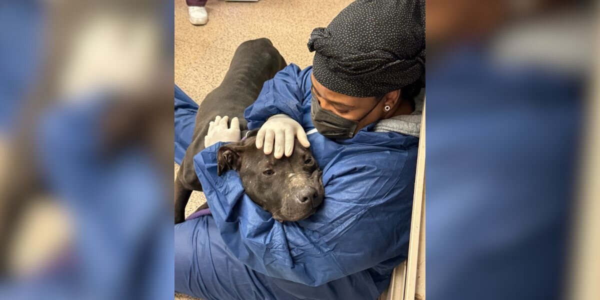 Dog Rescued From Horrific Abuse Melts Into Safety The Moment Someone Finally Holds Him