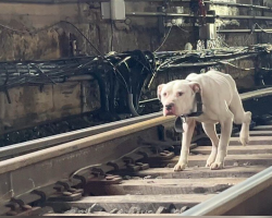 Stray Dog Dashes Along Icy Train Tracks, As If Hoping Someone Will Save Him