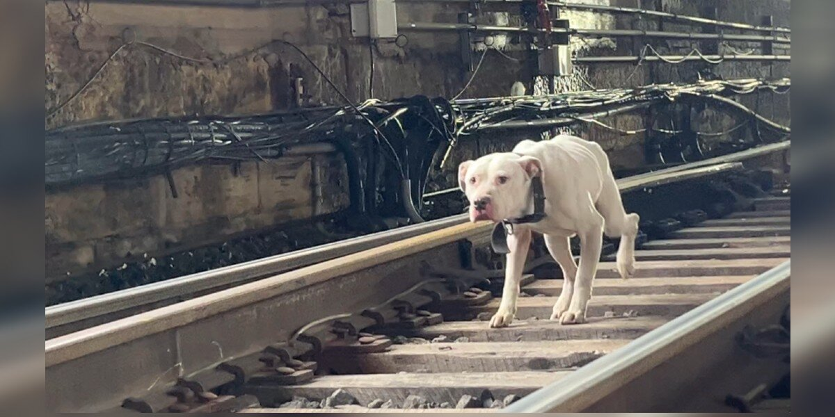 Stray Dog Dashes Along Icy Train Tracks, As If Hoping Someone Will Save Him