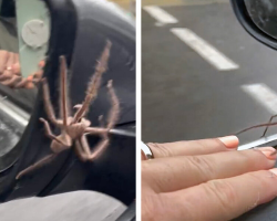 Giant Spider Takes Shelter On Couple’s Car During Rainstorm — And Does Something Unexpected
