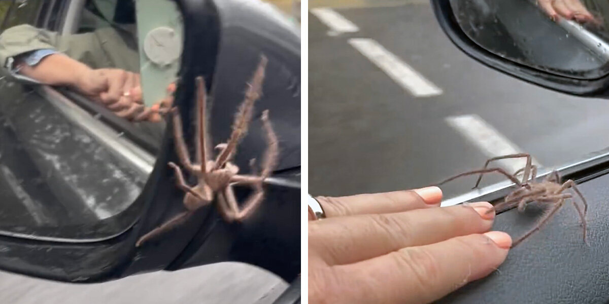 Giant Spider Takes Shelter On Couple’s Car During Rainstorm — And Does Something Unexpected