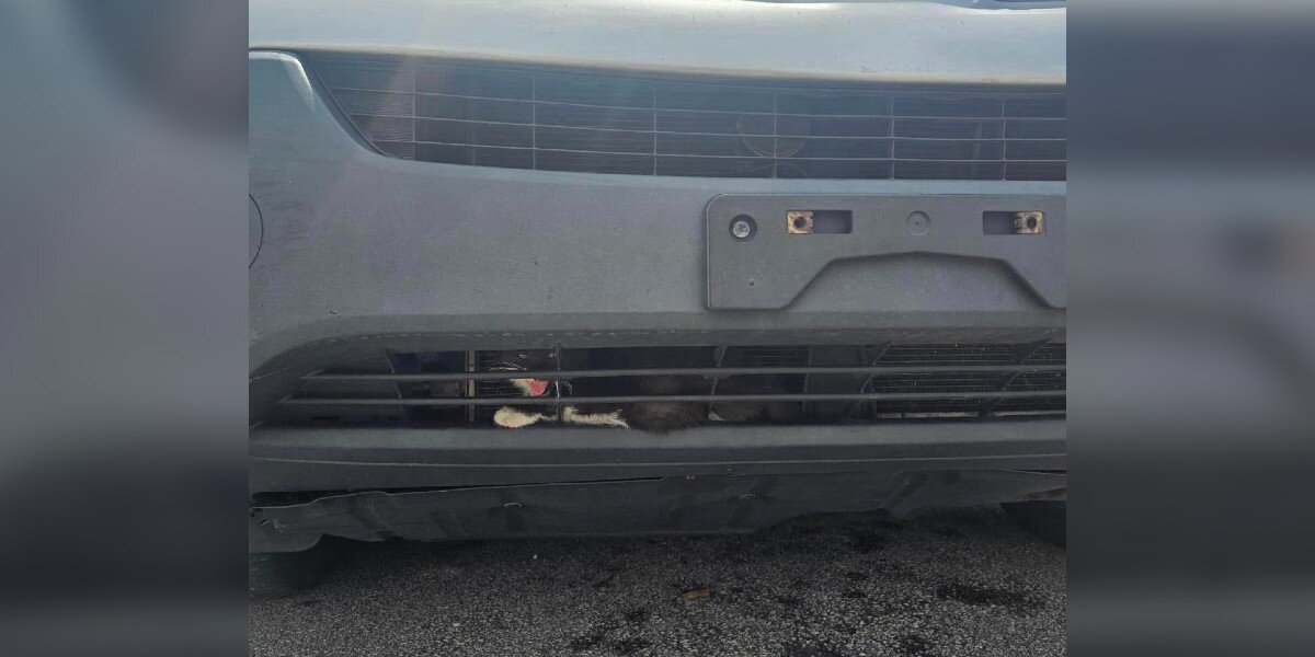 Officer Notices A Tiny Paw In A Car Bumper — And Makes A Split-Second Decision That Saves A Kitten