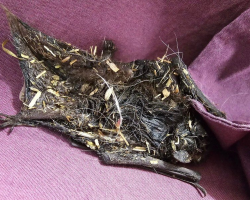 Tiny Creature Found Covered In Sticky Gunk Is Almost Unrecognizable — Until Rescuers Step In