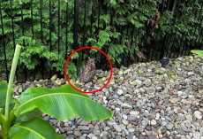 Rescuers Save Soaking-Wet Owl — Then Discover a Hidden Danger Around His Neck