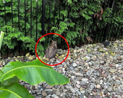 Rescuers Save Soaking-Wet Owl — Then Discover a Hidden Danger Around His Neck