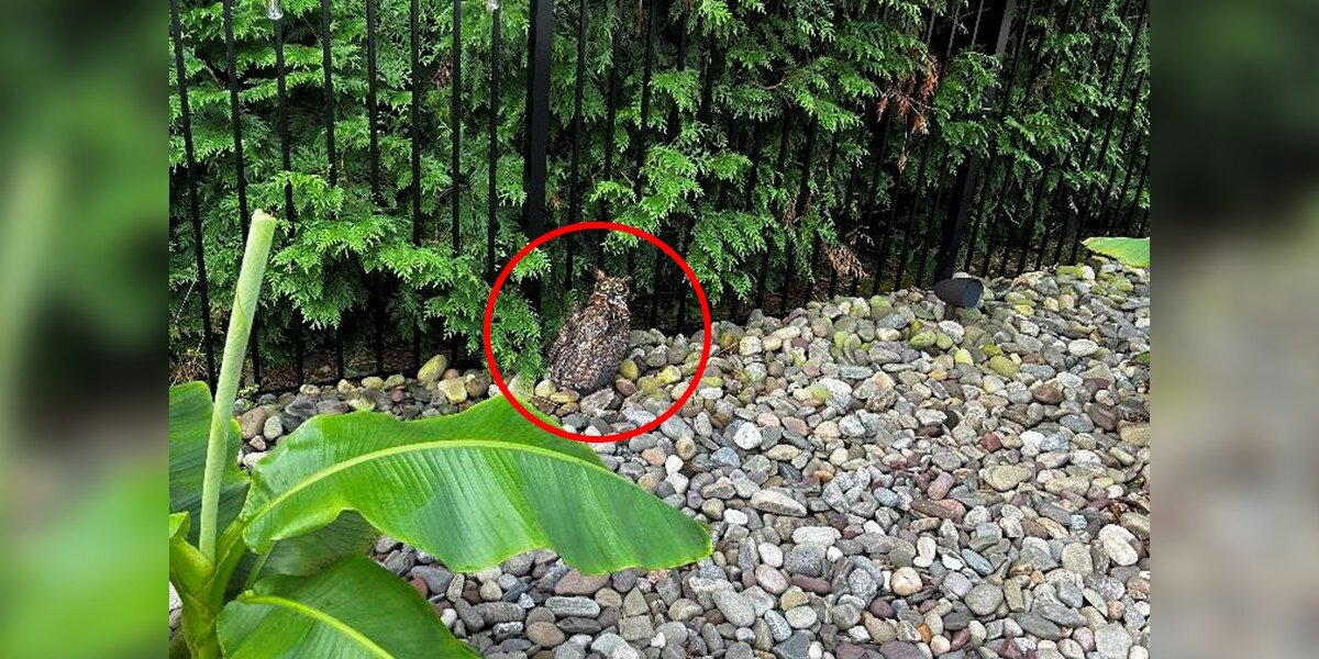 Rescuers Save Soaking-Wet Owl — Then Discover a Hidden Danger Around His Neck