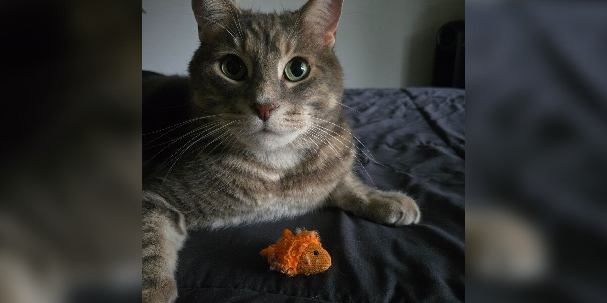 Cat Dad Honors His Best Friend With the Sweetest Tattoo You’ll Ever See