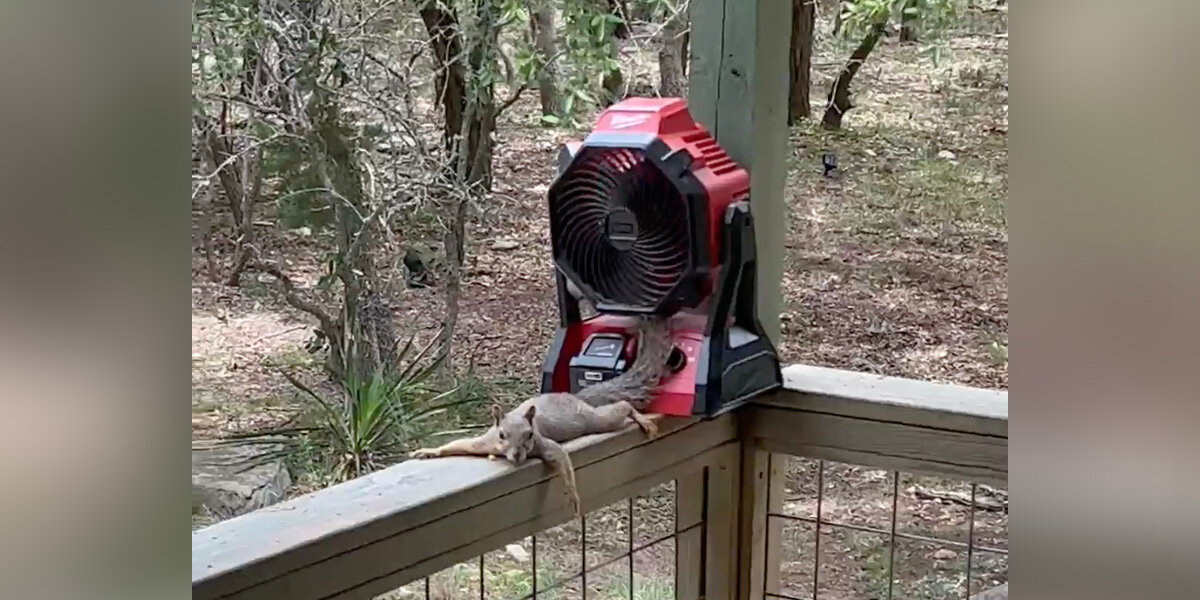 She Forgot To Turn Off A Porch Fan — And Came Back To An Unexpected Guest