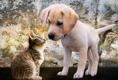How To Introduce a Puppy to a Cat (And Actually Help Them Become Friends)