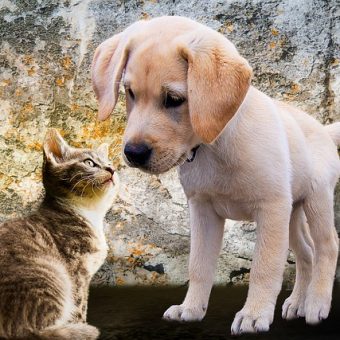 How To Introduce a Puppy to a Cat (And Actually Help Them Become Friends)