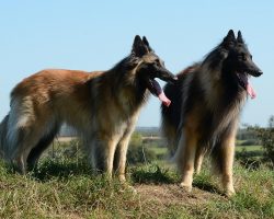 Do Dogs Sweat? Here’s What Really Helps Them Stay Cool