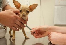 The Distemper Vaccine for Dogs: Why It Matters and How It Protects Your Pup