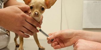Which Vaccines Does Every Dog Need?