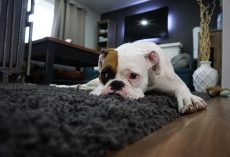 Is My Dog Actually Depressed? Here’s How To Tell