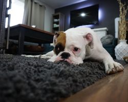 Is My Dog Actually Depressed? Here’s How To Tell