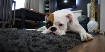 Is My Dog Actually Depressed? Here’s How To Tell