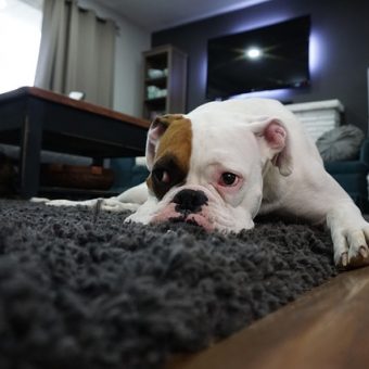 Is My Dog Actually Depressed? Here’s How To Tell
