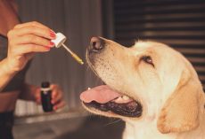 How To Actually Get Your Dog To Take Her Medicine (Without the Drama)
