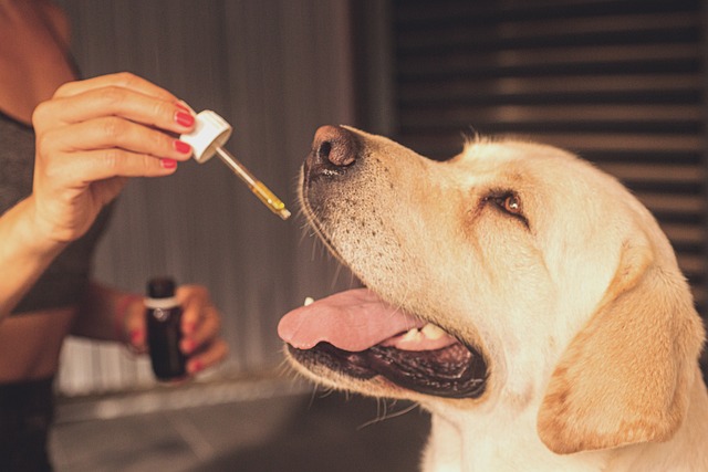How To Actually Get Your Dog To Take Her Medicine (Without the Drama)