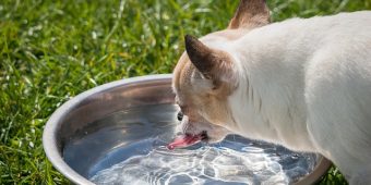 6 Spill-Proof Dog Bowls For Messy Drinkers