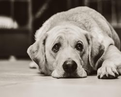 How to Treat Parasites in Dogs: Heartworm, Hookworm & Tapeworm Explained