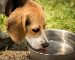 How Much Water Should a Puppy Drink? A Simple Guide for New Dog Parents