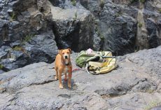 Best Dog Hiking Gear for Adventure-Ready Pups