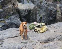 Best Dog Hiking Gear for Adventure-Ready Pups