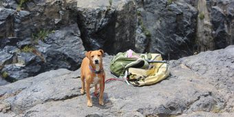 Best Dog Hiking Gear for Adventure-Ready Pups