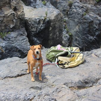 Best Dog Hiking Gear for Adventure-Ready Pups