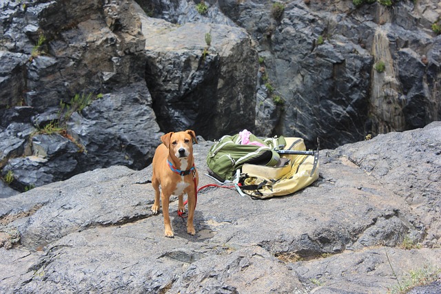 Best Dog Hiking Gear for Adventure-Ready Pups