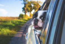 Dog Car Anxiety: Signs, Causes, and How to Help Your Pup Enjoy the Ride