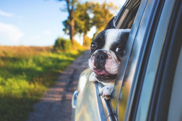 Dog Car Anxiety: Signs, Causes, and How to Help Your Pup Enjoy the Ride