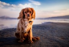 Dog Beach Safety: 10 Smart Tips to Keep Your Pup Safe by the Sea