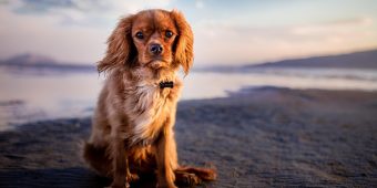 Dog Beach Safety: 10 Smart Tips to Keep Your Pup Safe by the Sea