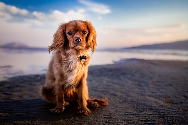 Dog Beach Safety: 10 Smart Tips to Keep Your Pup Safe by the Sea