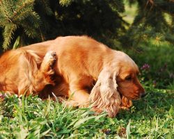 How to Tell If Your Dog Has Fleas (And What to Do About It)
