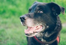 What to Feed a Dog With Missing Teeth (It’s Easier Than You Think)