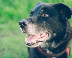 What to Feed a Dog With Missing Teeth (It’s Easier Than You Think)