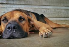 Can Dogs Catch Colds — And Can You Give Yours One?