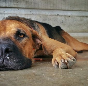 Can Dogs Catch Colds — And Can You Give Yours One?